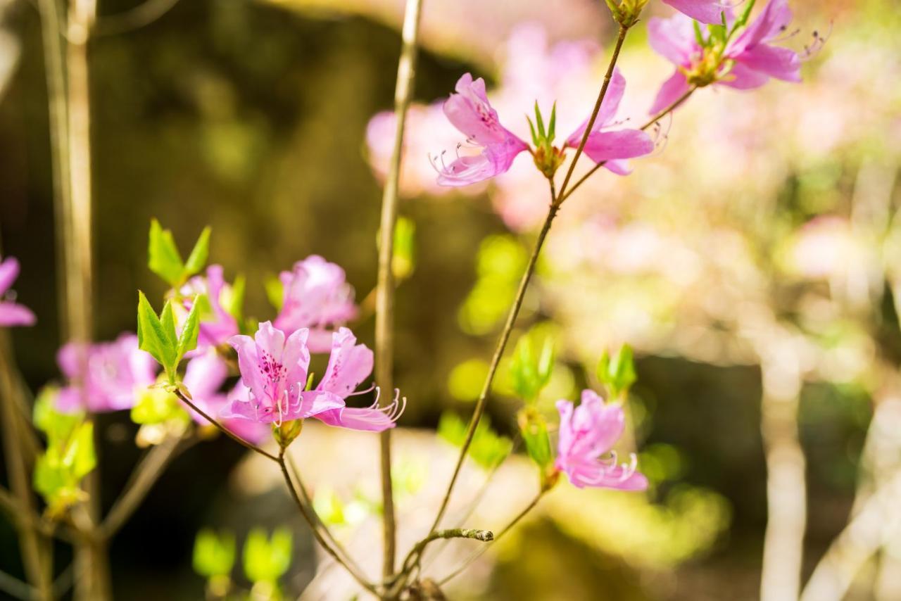 Auberge Funoki Nakatsu Zewnętrze zdjęcie